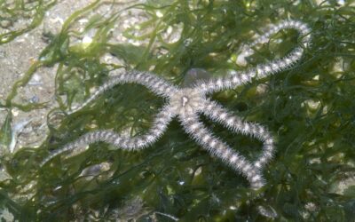 Brittlestar brilliance: more than money