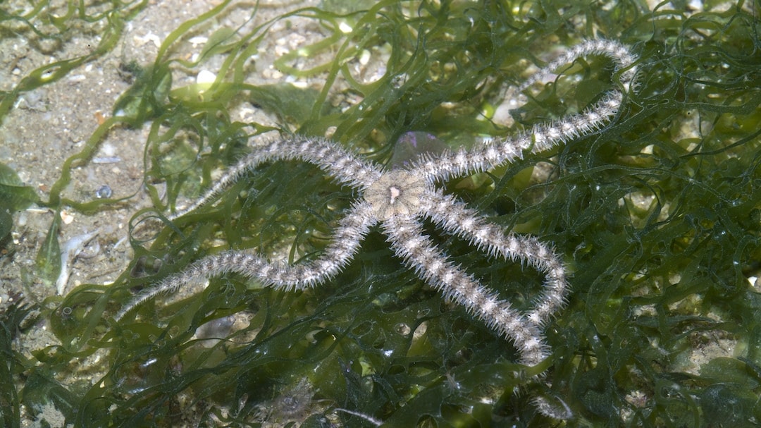 Brittlestar brilliance: more than money
