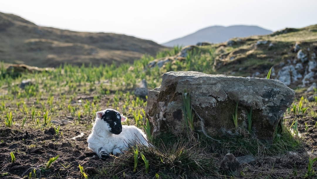 Spring 2: lambs, lambs and lambs!